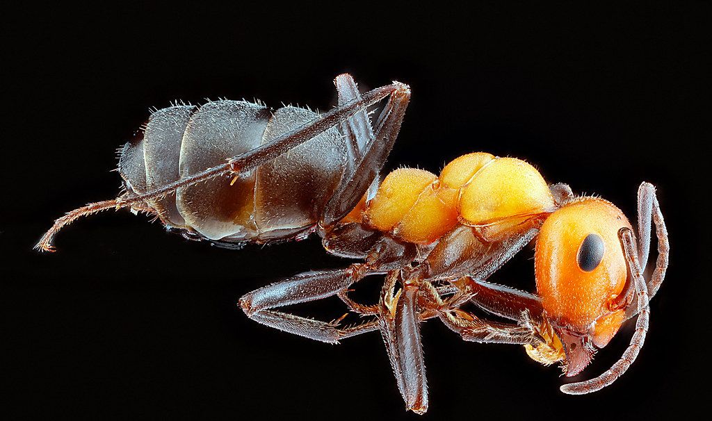 Ant Control service in St. Joseph, MO
