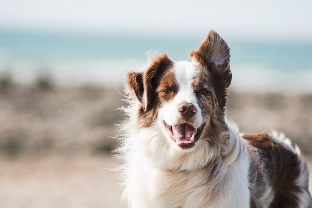 Flea & Tick Control service in St. Joseph, MO