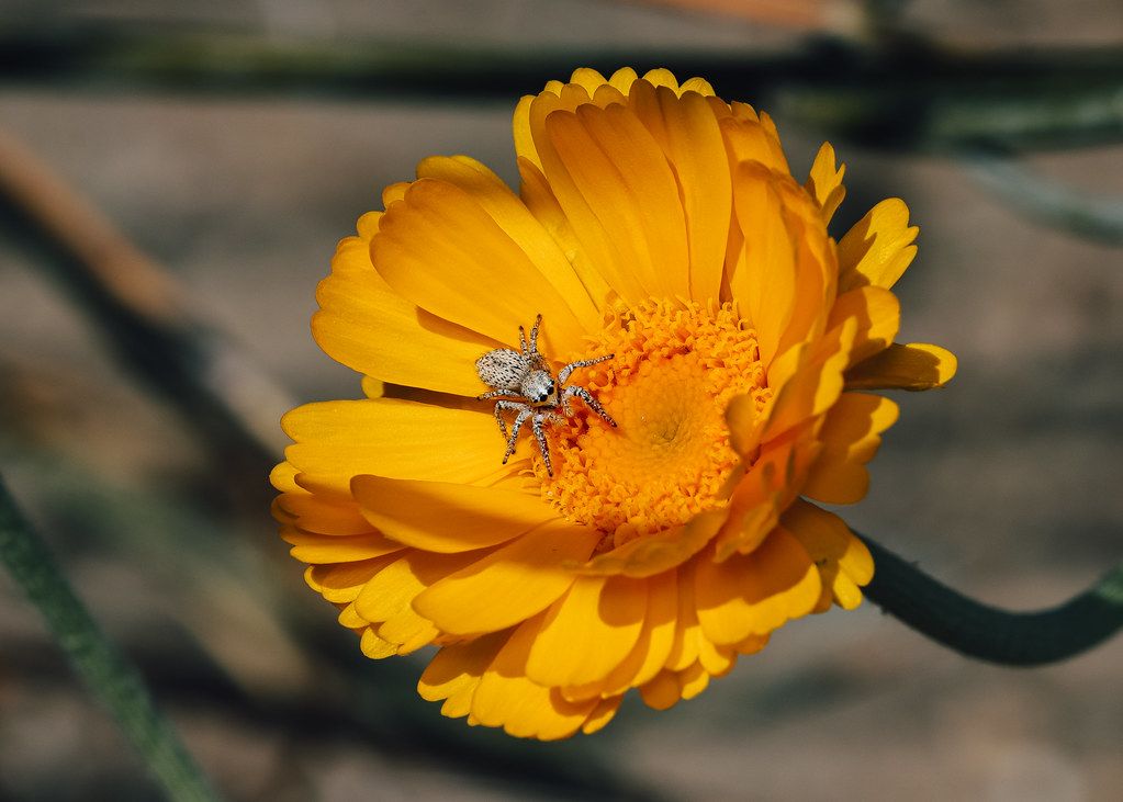 Spider Control service in St. Joseph, MO